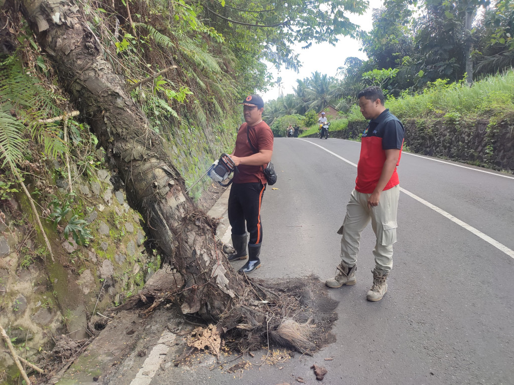 Pohon Tumbang di Banjar Beneh Kawan, Desa Blahkiuh, Kecamatan Abiansemal Tanggal 06 Desember 2023